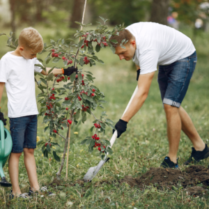 how to plant fruit trees