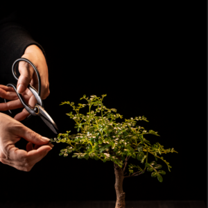 how to grow a bonsai tree