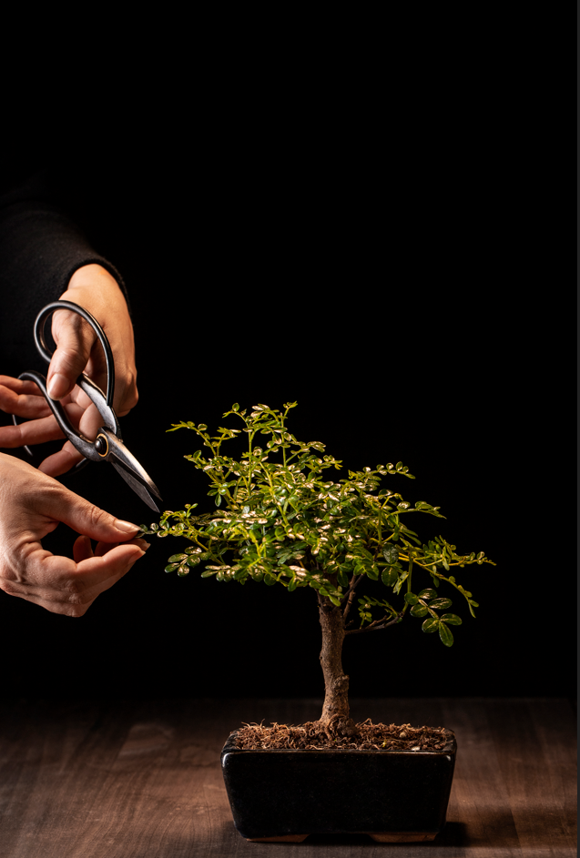 how to grow a bonsai tree