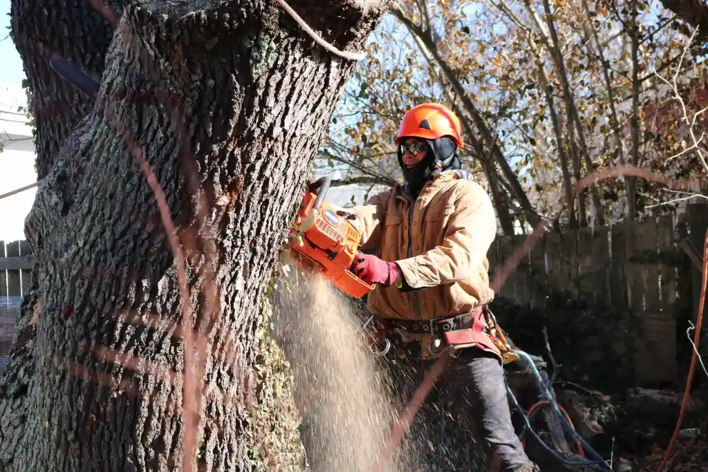 top tree removal near me