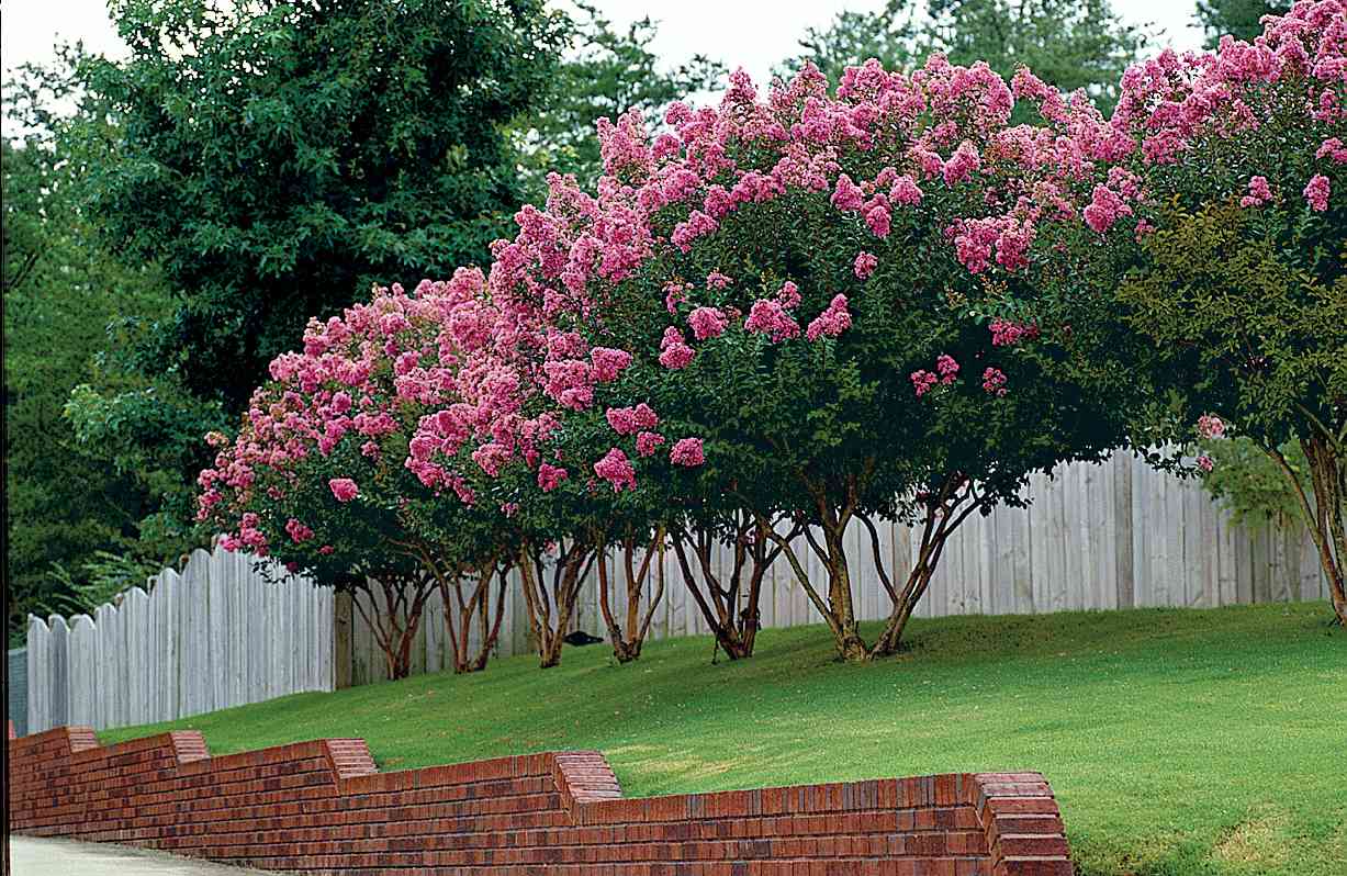 short trees for landscaping