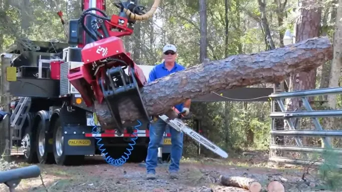 tree experts near me