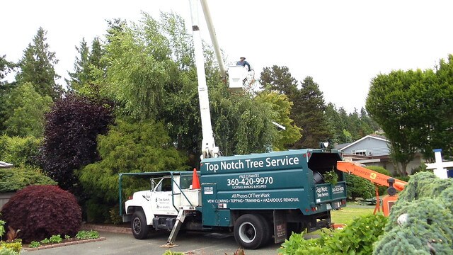 Top notch tree service