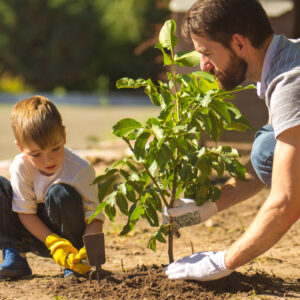 best tree planting practices