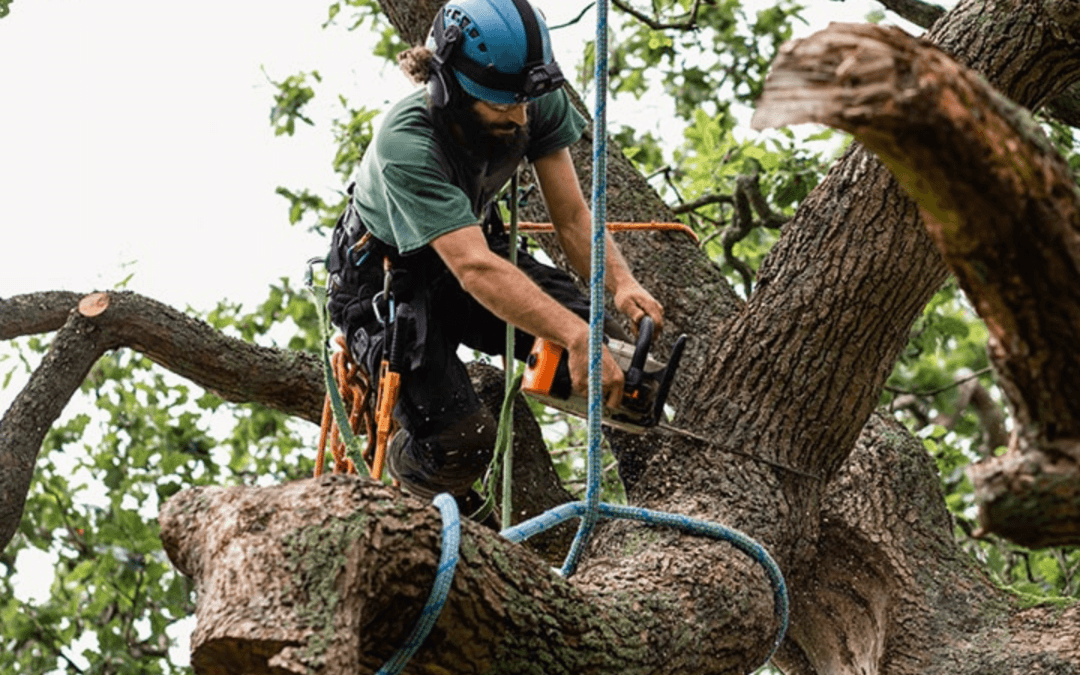 
local tree removal service