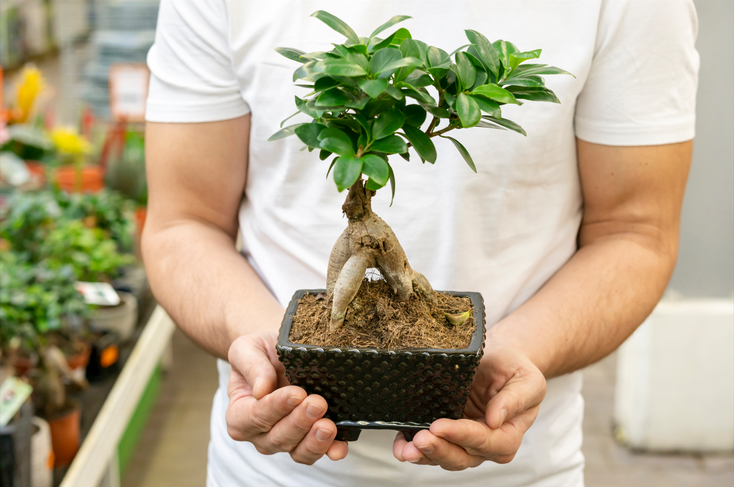 how to grow a bonsai tree