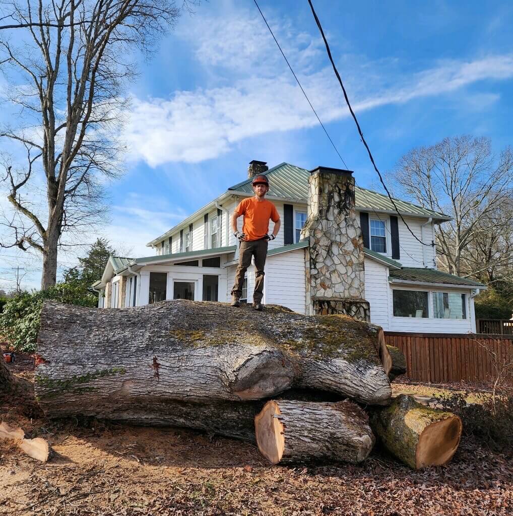 top tree service near me