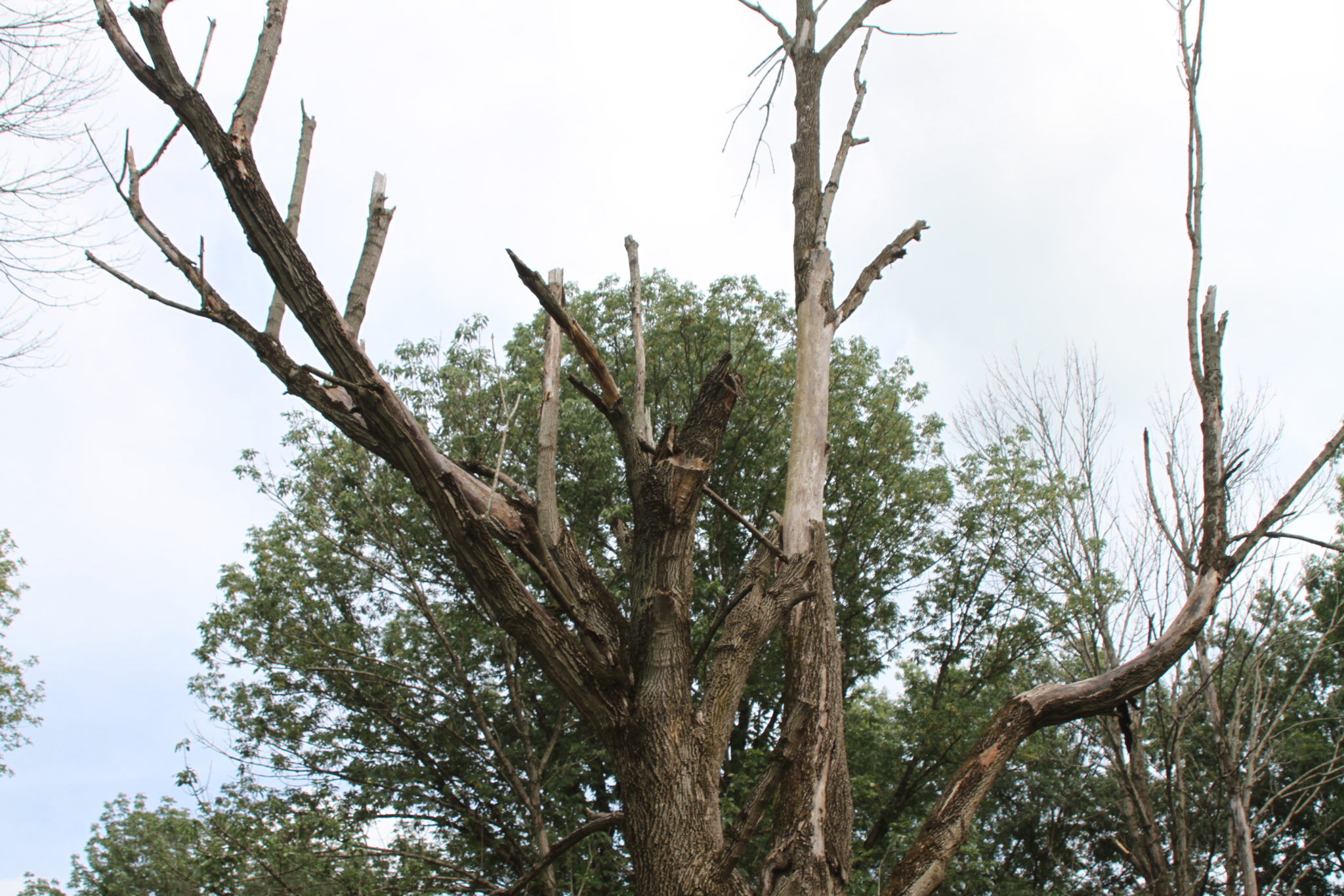 risks of leaving a dead tree