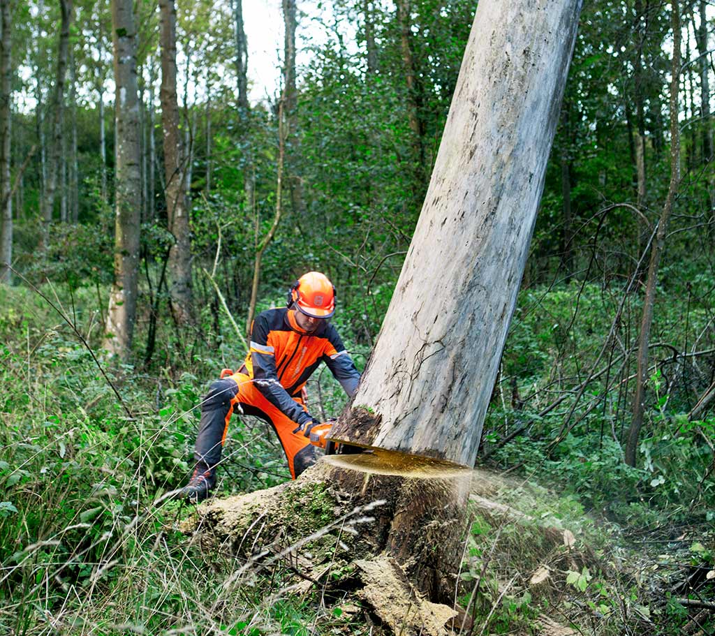 dead tree removal