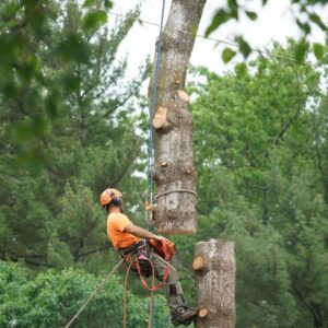 pine tree removal