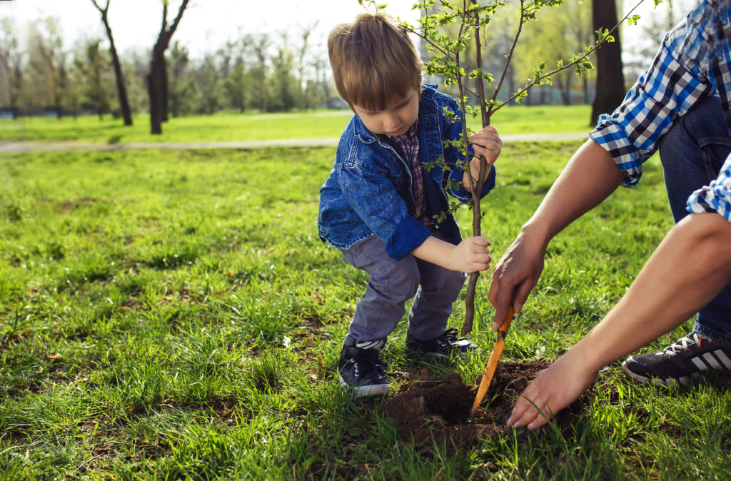 
best tree planting practices