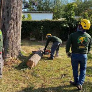 Top notch tree service