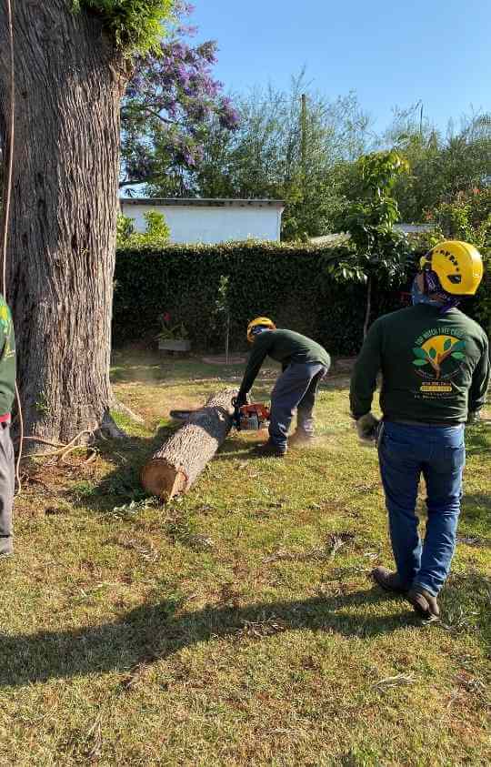 Top notch tree service