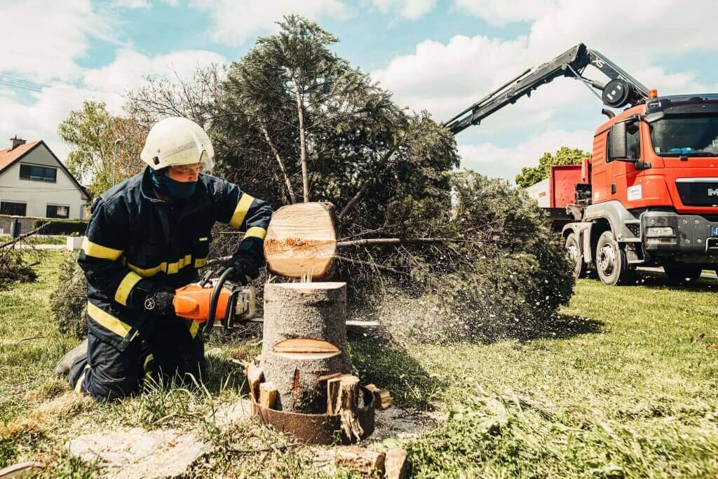 top tree removal companies