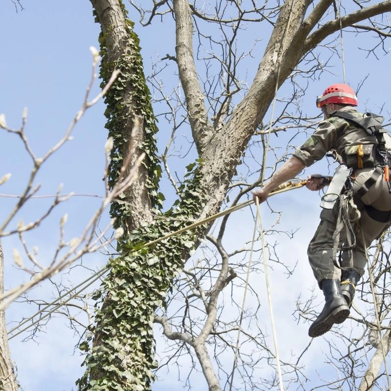 risks of leaving a dead tree