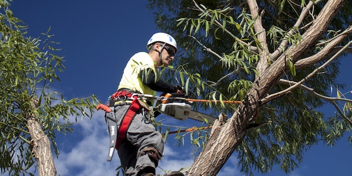 Free Arborist Near Me