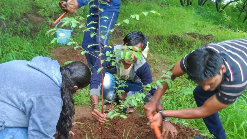 essay tree plantation