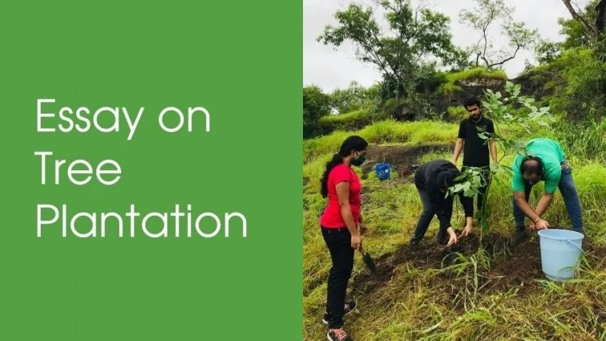 essay tree plantation