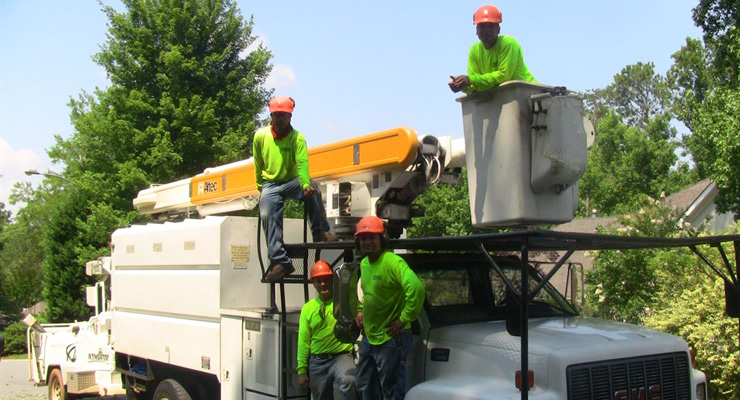 tree service reviews