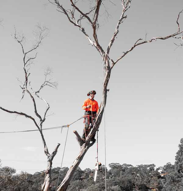 removing a dead tree