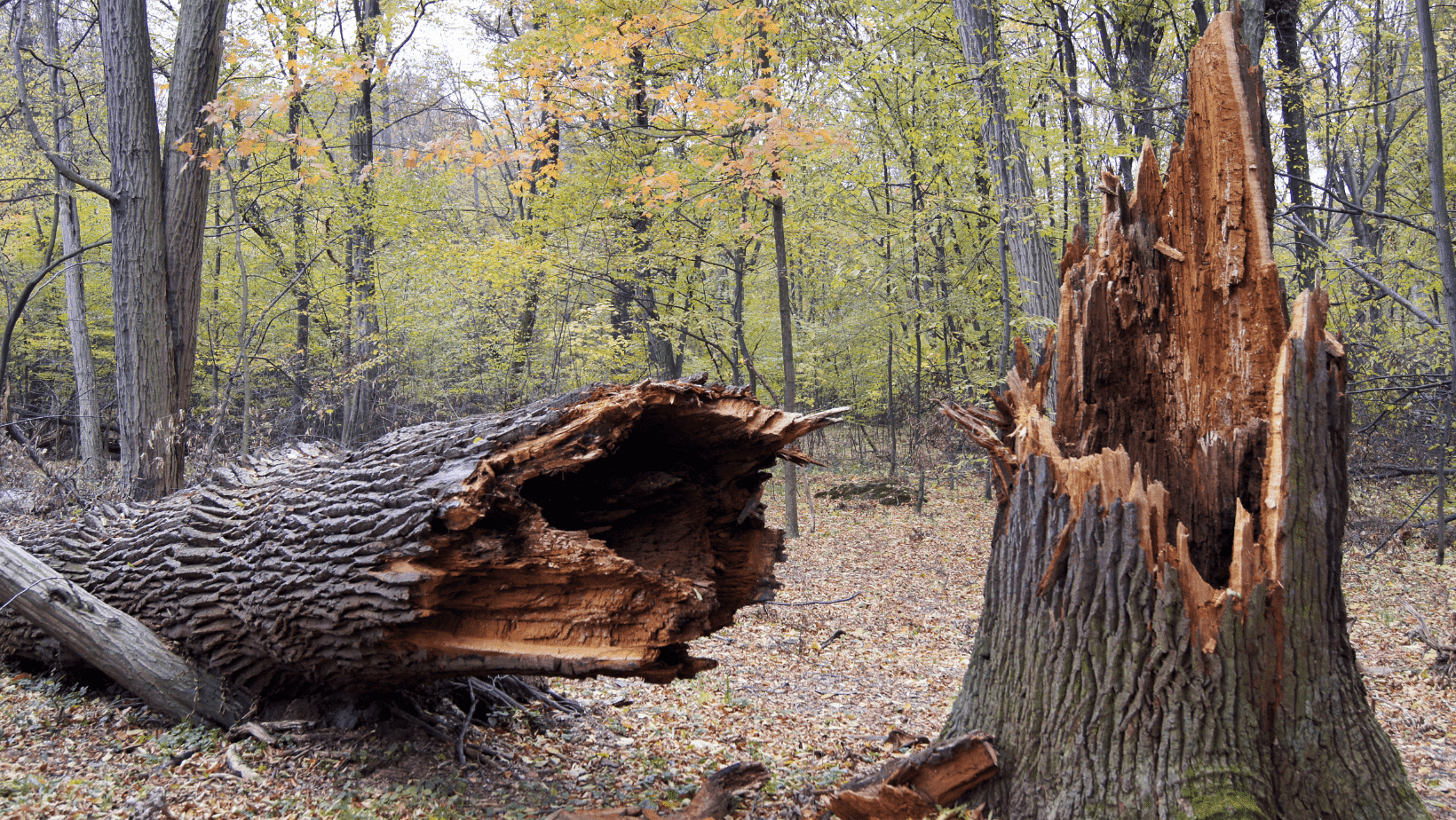 removing a dead tree