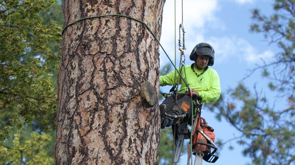 certified tree experts reviews