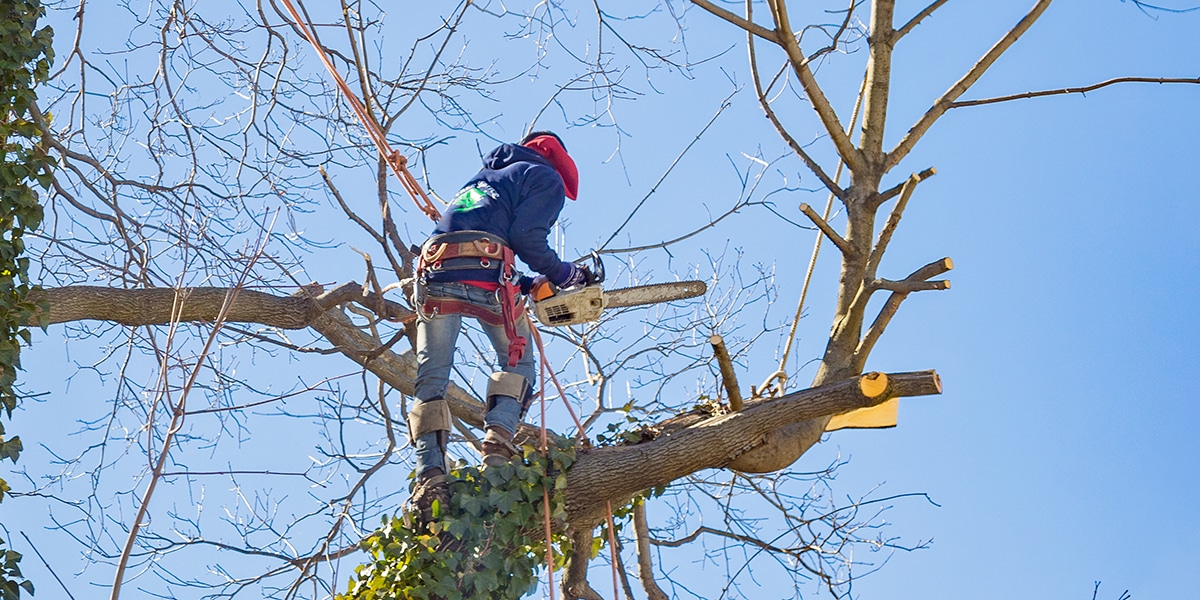 dead tree removal