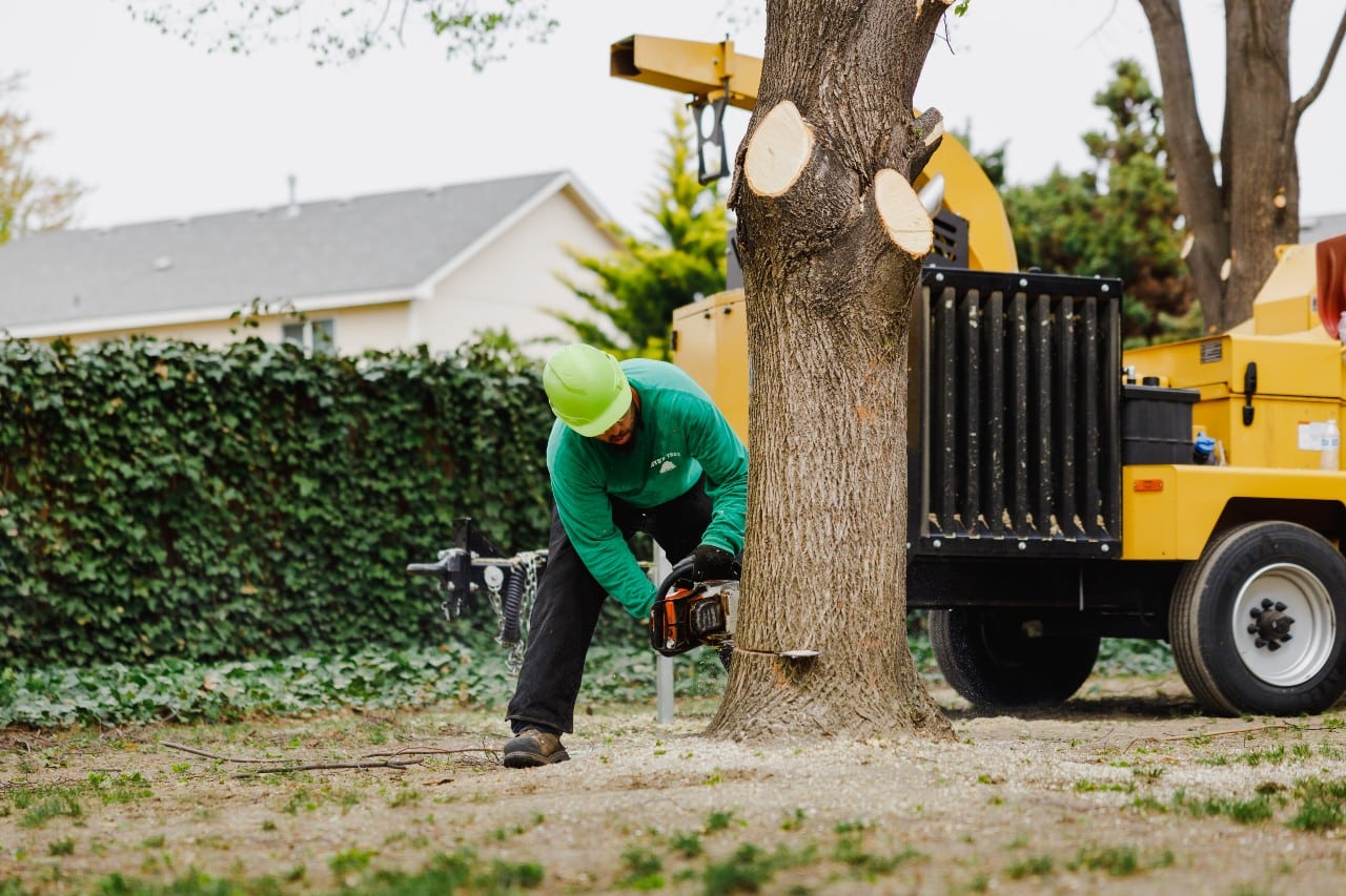 tree experts near me