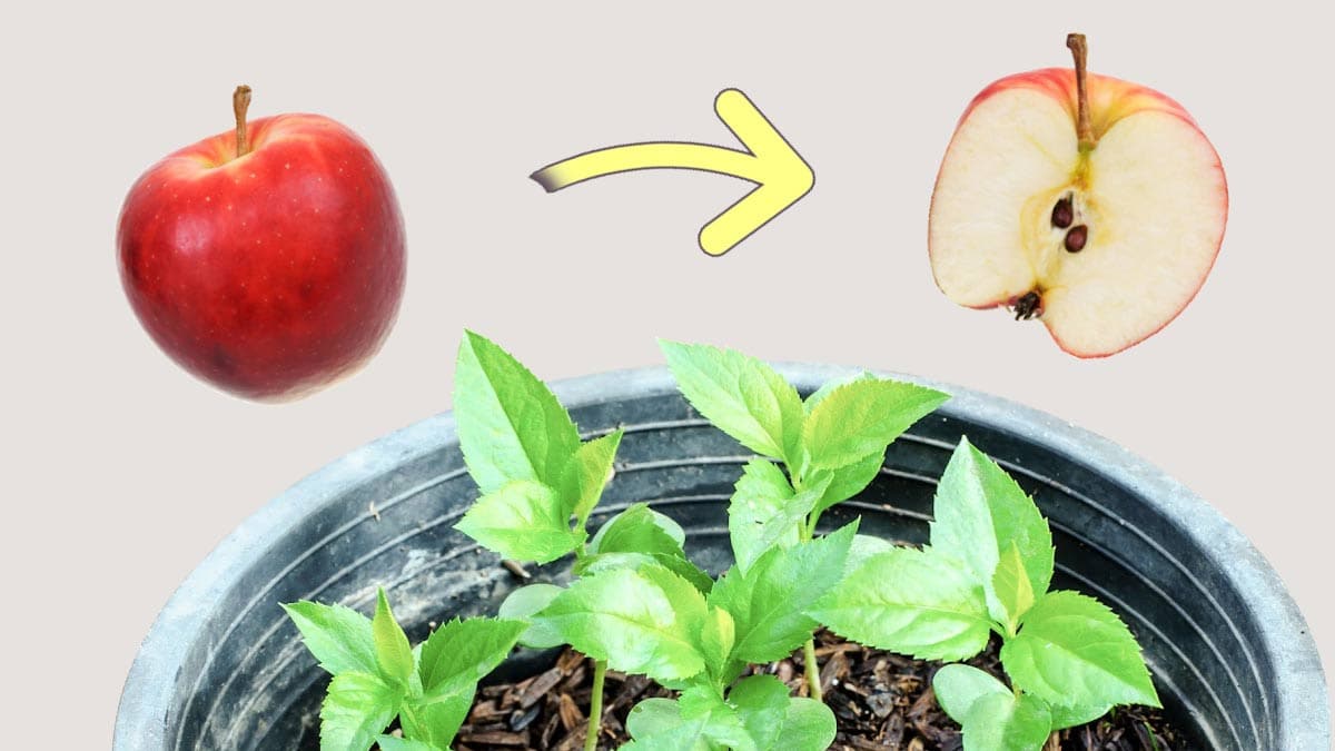 how to grow apple seeds
