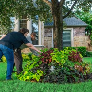 landscaping trees and shrubs