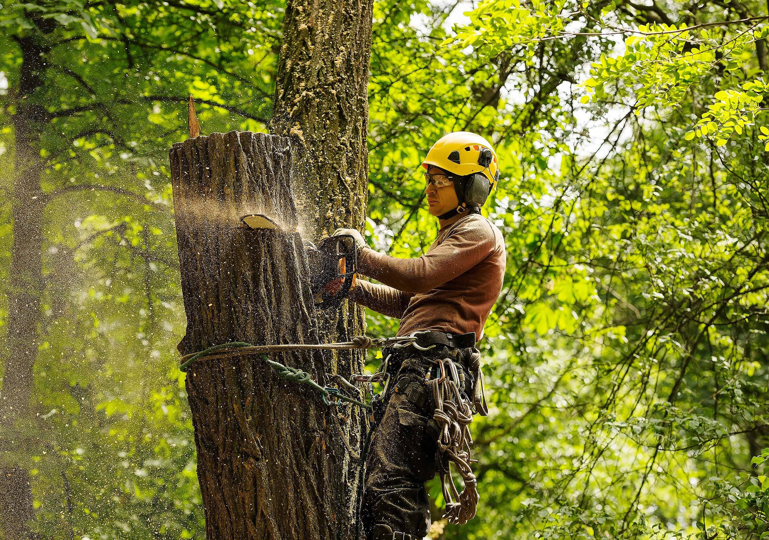 tree experts near me