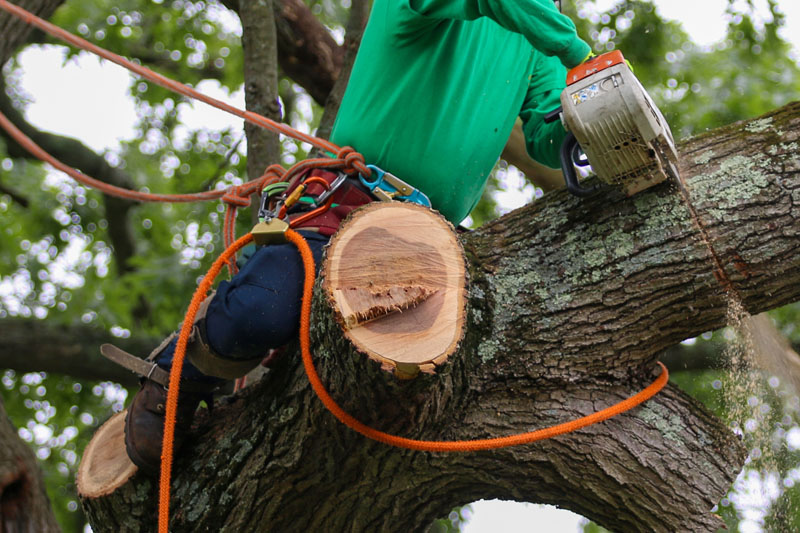 top tree removal near me