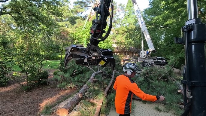 pine tree removal