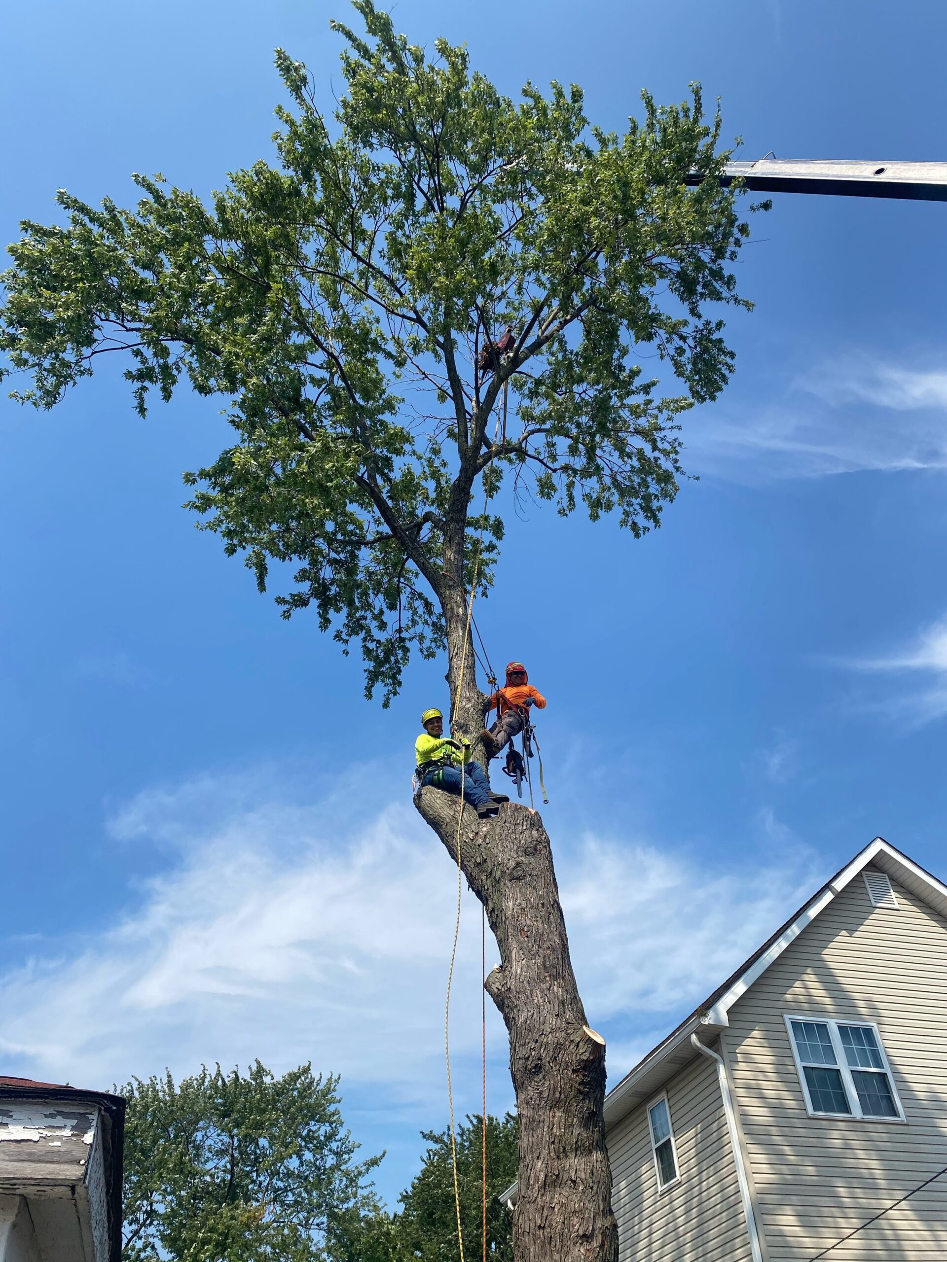 tree service review examples