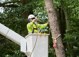 certified tree experts reviews