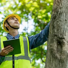 tree service reviews