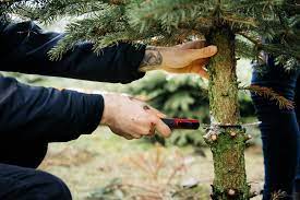 pine tree equipment repair