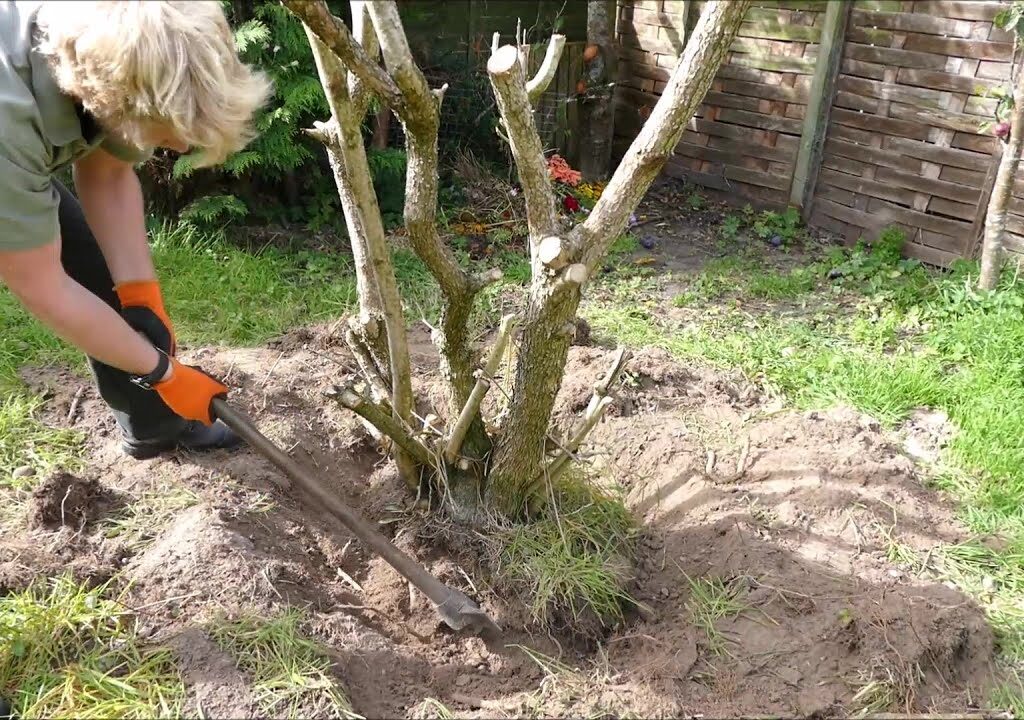 small stump removal