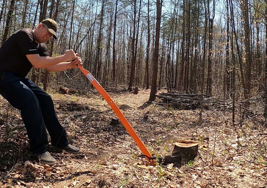 tree stump removal cost