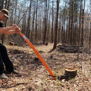 tree stump removal cost