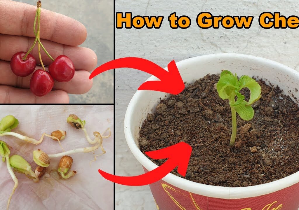 how to plant cherry seeds