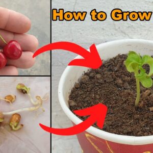 how to plant cherry seeds