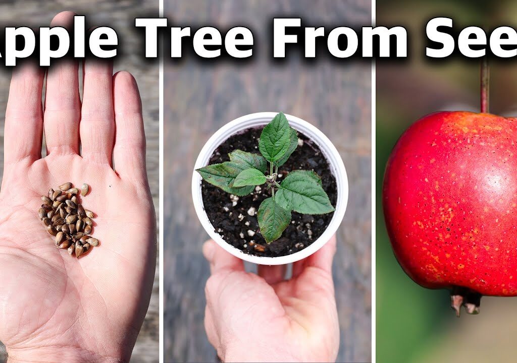 how to grow apple seeds