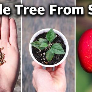 how to grow apple seeds