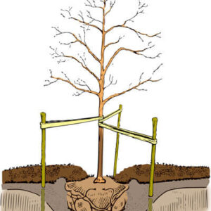 Planting Tree Guide