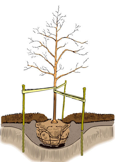 Planting Tree Guide