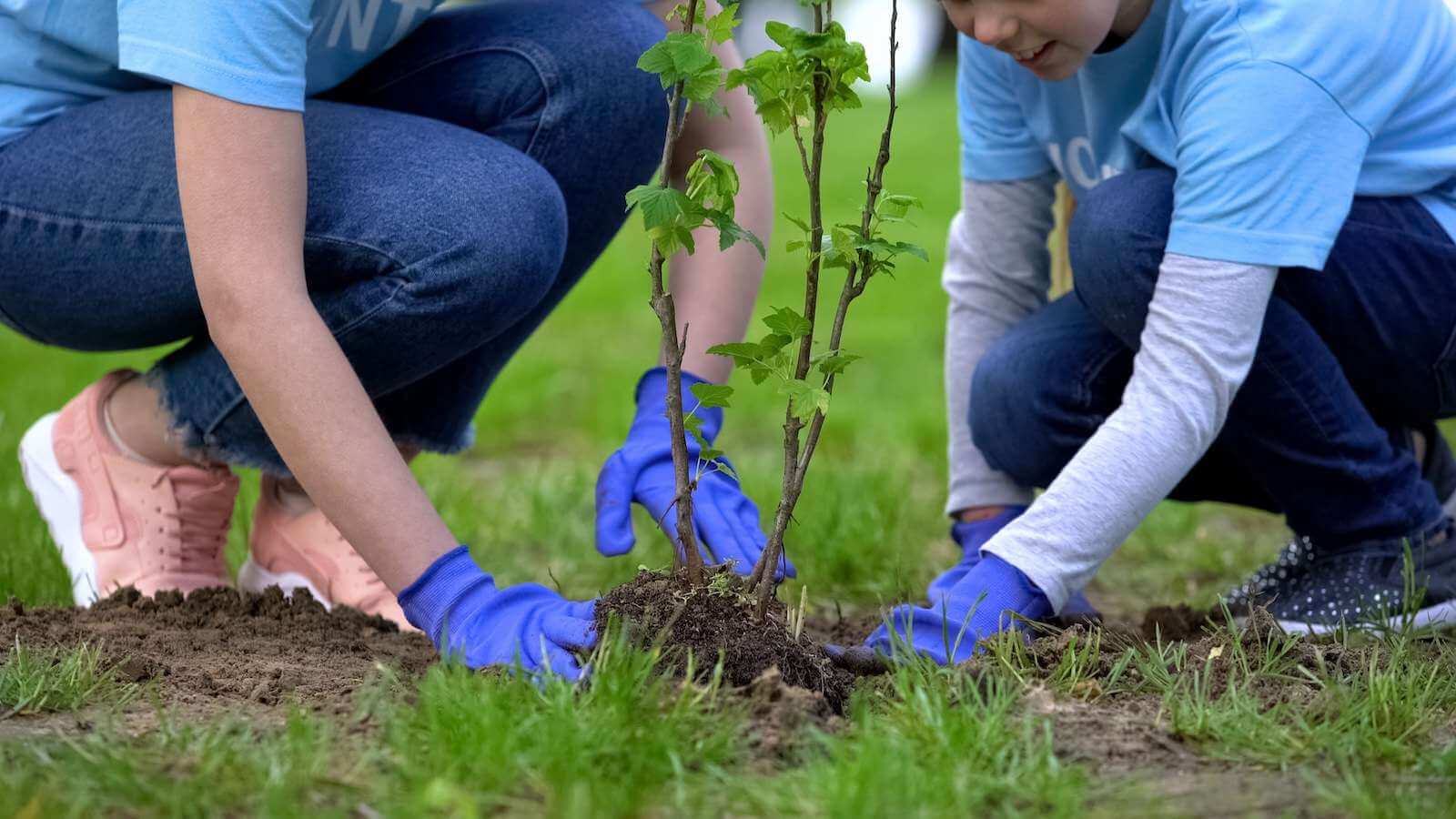 Planting Tree Guide