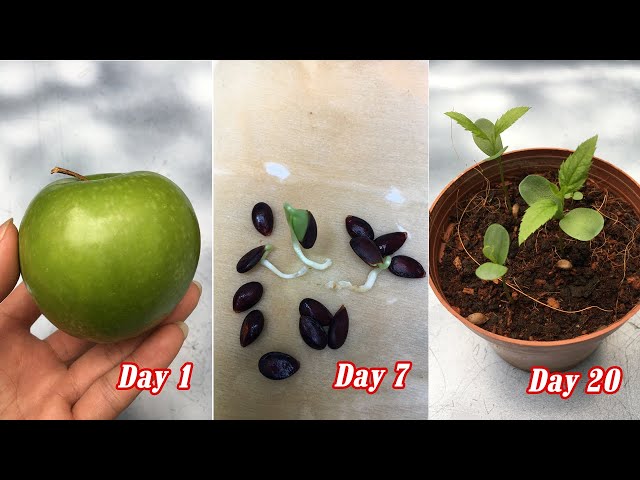 how to grow apple seeds
