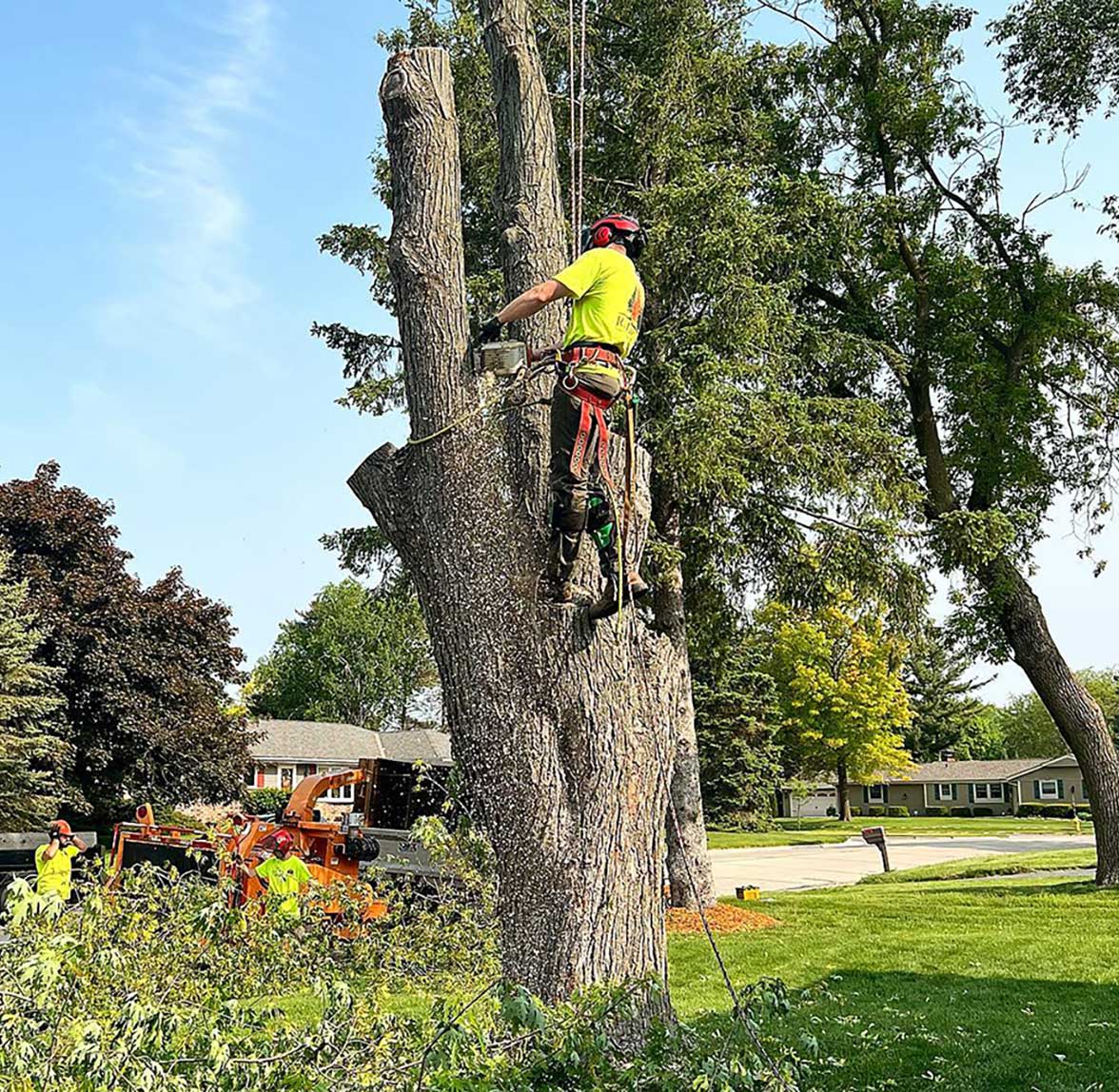 pine tree removal