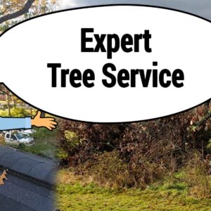 tree experts near me